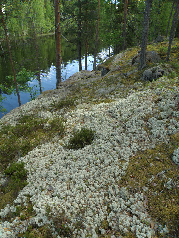 16P6130786