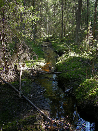 04Metsapuro