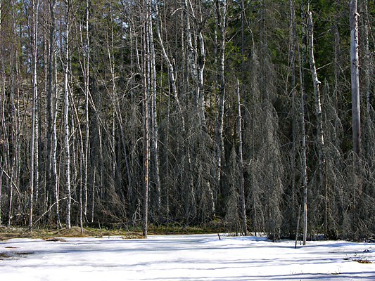 46Hukkunutta-puustoa
